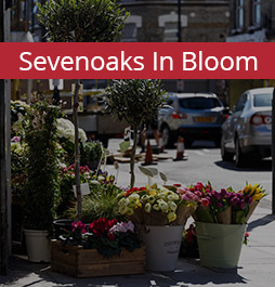 Sevenoaks in bloom