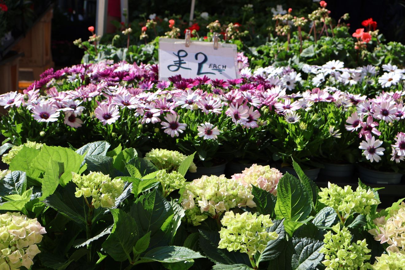 Photo of flowers at market