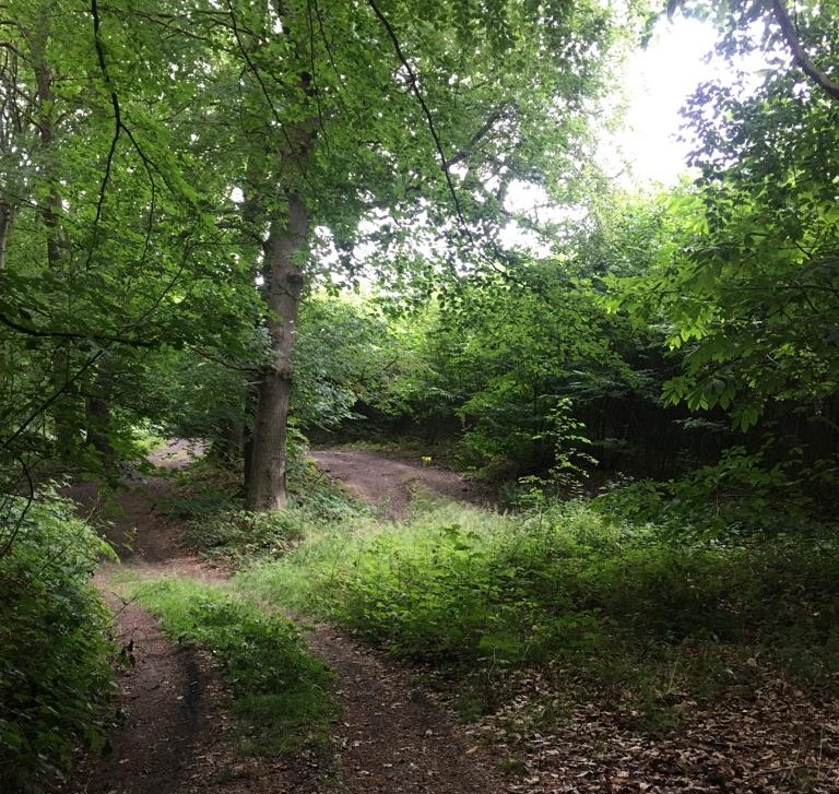 A photograph of Longspring Woods